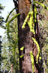 green moss branches and dark brown bark of an old tree