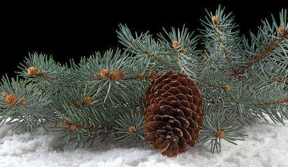 Image of a spruce branch with cones in the snow..Christmas postcard.