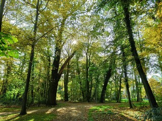 Fototapeta na wymiar Słoneczna jesień w parku.