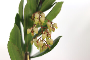 branch and flowers of the strawberry tree