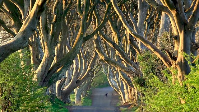 The Dark Hedges, Antrim, Northern Ireland