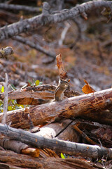 A Squirrel sit on the branch of a death tree and eat something