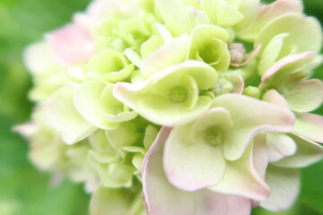 white chrysanthemum flower  あじさい