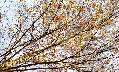 Image of  autumn park close-up.Beautiful multi-colored autumn trees in the city park.