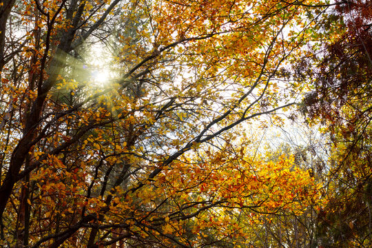 Image of  autumn park close-up.Beautiful multi-colored autumn trees in the city park.