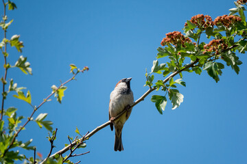 Singing bird