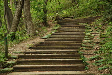 山の中の階段