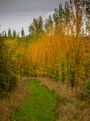 Autumn View