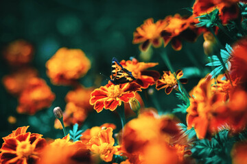 A beautiful butterfly with light orange wings sits on bright marigold flowers and collects pollen. Summer insects.