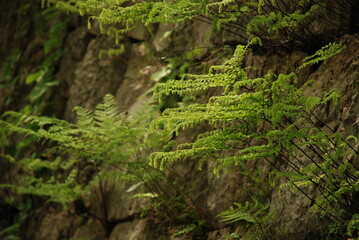 石垣に生えた草