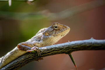 close up of a lizard