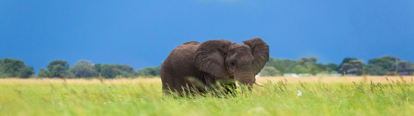 Elephant grazing on grasslands - background image - Africa