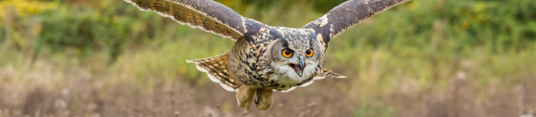 Eagle Owl - eyes hunting - background banner image