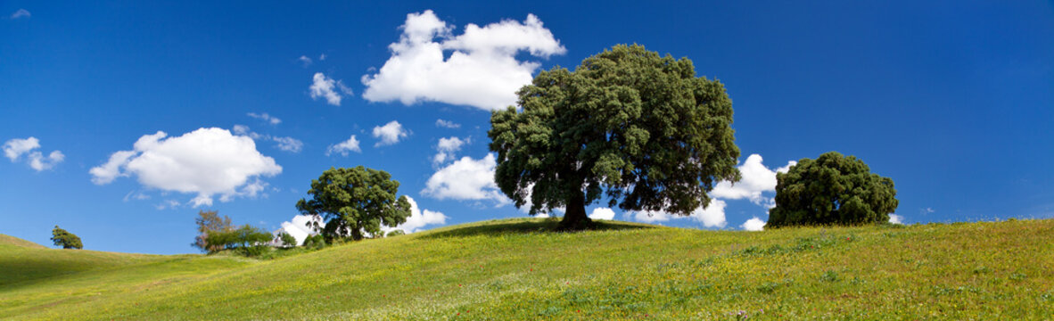 Landscape - meadow, blue sky and trees - banner image