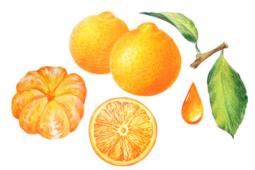 set of orange elements, orange slices, twigs and leaves, glass of orange juice