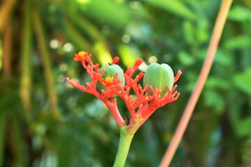 flower of Buddha belly plant or bottle scrub in backyard garden