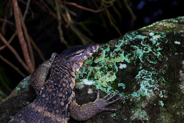 Monitor lizards (Varanus) on the rock