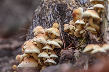Many small mushrooms on a dead tree stump