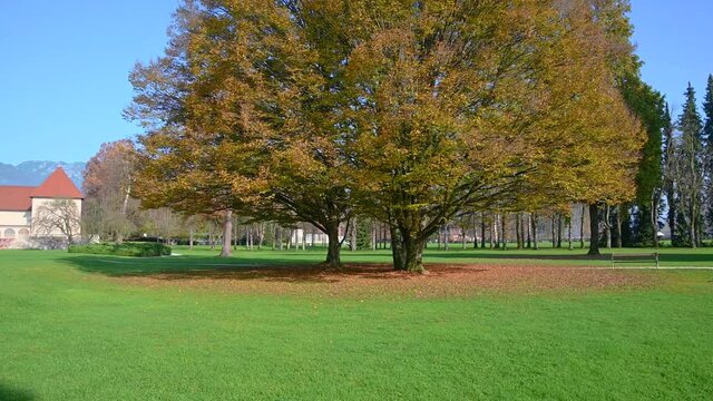 Huge tree, Brdo castle and Alps mountain on the distance, Slovenia, government venue for diplomatic meetings. Colorful autumn season on bright sunny day. Wide angle, tilt up
