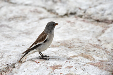 specimen of alpine finch in the dolomites