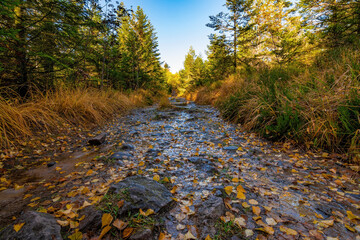 A trail in the Black Forest National Park in Germany on a beautiful autumn day