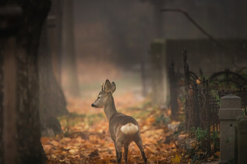 Reh am Wiener Zentralfriedhof, Wien, Österreich © Patrik