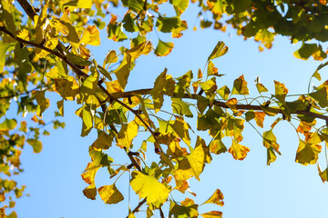 秋 銀杏 イチョウ イエロー 葉っぱ 