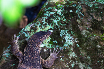 Monitor lizards (Varanus) on the rock
