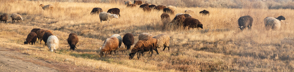 Herd of flock of sheep in the fall afternoon grazing on a meadow in a field, village scene