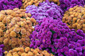 Closeup of colorful chrysanthemums in a public garden