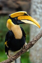 Fototapeta premium The great hornbill (Buceros bicornis) sitting proudly on a tree brunch at the Bejing zoo, China