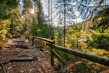 A trail in the Black Forest National Park in Germany on a beautiful autumn day