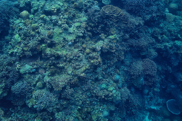 catfish underwater / ocean underwater, coral reef
