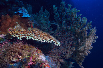 gorgonian large branching coral on the reef / seascape underwater life in the ocean