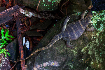 Monitor lizards (Varanus) on the rock
