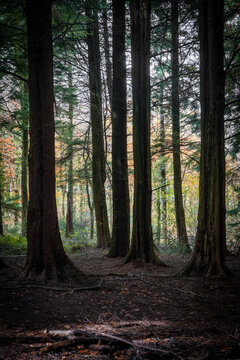 Idless woods Cornwall England UK near Truro in autumn © pbnash1964