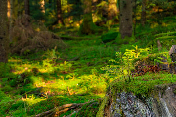 A nice background from the Black Forest, with lots of green moss and a small plant on a tree stump