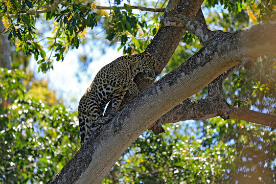 Jaguar (Panthera onca) Climbing a a Tree. Pantanal, Brazil