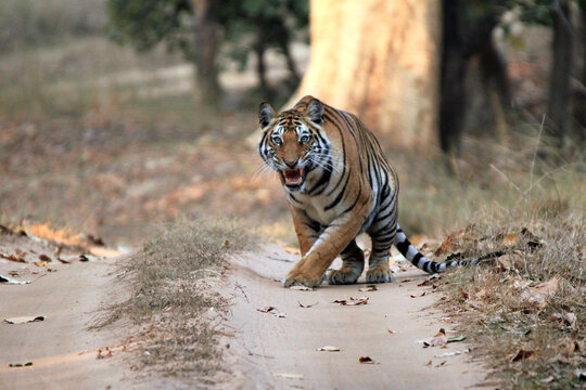 Bengal Tiger (Panthera Tigris Tigris) on Dirt Road, Showing Teeth. Bandhavgarh, India