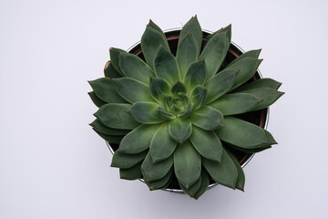 Succulent close up top view on a white background