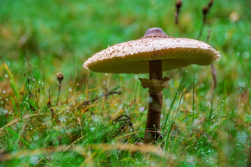 A large mushroom in high, green graß 