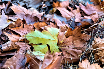 A green leaf among brown leaves - Fall Season