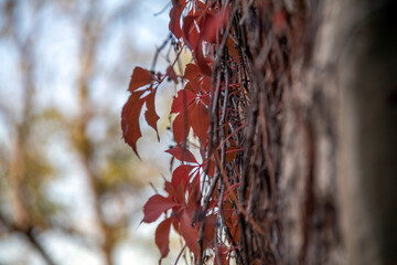 Red leaves on a wall made of stone