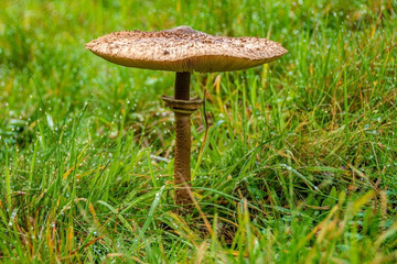 Obraz na płótnie Canvas A large mushroom in high, green graß 