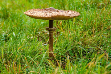 A large mushroom in high, green graß 