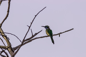 an amazing portrait of a beeeater