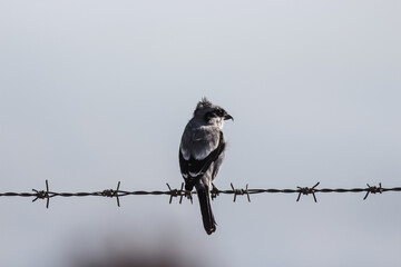 great gray shrike in a portrait