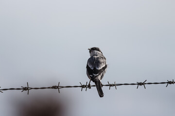 great gray shrike in a portrait