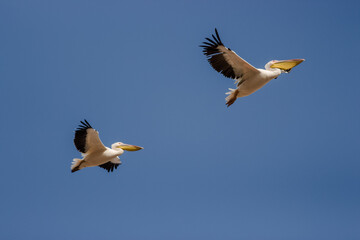 flying pelicans in a group and single