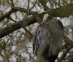 Grey Heron hiding in a tree, surrounded by branches
